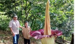 Heboh Bunga Bangkai Tumbuh Setinggi 2,8 Meter, Lihat, Mekar Sempurna - JPNN.com