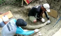 Petani Temukan Fosil Gading Gajah Purba Sepanjang 1,5 Meter - JPNN.com