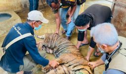 Harimau Sumatra Bernama Dewi Siundol Masuk Perangkap - JPNN.com