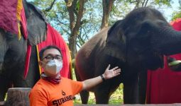 Dumbo, Gajah Kebanggaan Warga Surabaya dan Kekhawatiran Setelah Kematiannya - JPNN.com