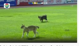 Bikin Gegar, 2 Ekor Kucing Masuk Lapangan saat Laga PSIM vs Dewa United - JPNN.com
