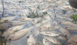 1.764 Ton Ikan Mati di Danau Maninjau, Kerugian Petani Mencapai Rp 35,28 Miliar - JPNN.com