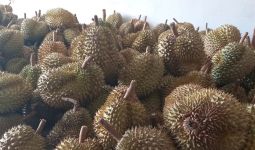 3 Manfaat Durian untuk Kesuburan Wanita, Jangan Ragu Mencobanya - JPNN.com
