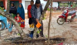 Buaya yang Menyerang Ketua DPRD Iskandar Akhirnya Tertangkap, Ini Penampakannya - JPNN.com