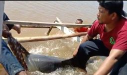 Lumba-Lumba yang Terperangkap di Sungai Ini Menghebohkan Warga, Begini Kondisinya - JPNN.com