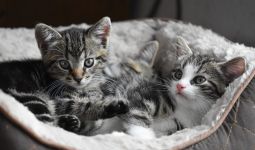 5 Tips Mudah Membersihkan Kandang Kucing Kesayangan - JPNN.com