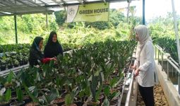 Petani Milenial Bogor Kembangkan Tanaman Hias Berdaun Indah, Diminati Hingga Mancanegara - JPNN.com