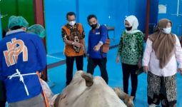 Jelang Bulan Ramadan, Daging Sapi Berdikari Diminati RPH dan Masyarakat - JPNN.com