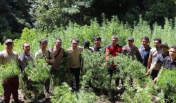 Polda Sumut Memusnahkan 2 Hektare Ladang Ganja di Madina - JPNN.com