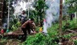 Ladang Ganja Seluas 6,28 Hektare Ditemukan di Aceh, Langsung Dibakar, Lihat - JPNN.com