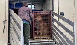 Rusia Menginvasi Ukraina, Singa dan Harimau Ikut Mengungsi ke Polandia - JPNN.com