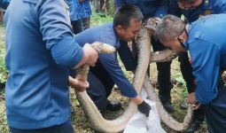 Damkar Bekasi Mengevakuasi Sanca Raksasa, Hiii - JPNN.com