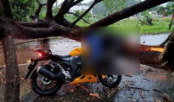 Pengendara Motor Tewas Tertimpa Pohon Tumbang, Kondisinya Sangat Mengenaskan, Lihat - JPNN.com