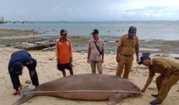 Seekor Dugong Ditemukan Mati di Perairan Pulau Morotai - JPNN.com
