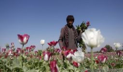 Baru Berkuasa, Taliban Terancam Pecah Gegara Narkoba - JPNN.com