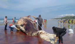 Makhluk Besar Ini Terdampar di Pantai, Mati, dan Membusuk - JPNN.com
