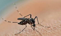 Simak! Begini Bahaya Virus Zika Akibat Gigitan Nyamuk - JPNN.com