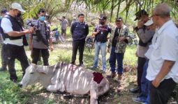 Harimau Sumatra Teror Warga Nagori Parmonangan - JPNN.com
