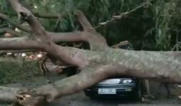 Pohon Besar Tumbang Menimpa Kendaraan di Jalur Mudik Garut - Tasikmalaya, Ada yang Terluka  - JPNN.com