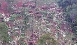 Belasan Gajah Masuk Kebun Pisang, Lihat, Begini Jadinya - JPNN.com