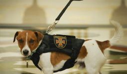 Anjing Pelacak Ranjau Terima Medali Kehormatan Ukraina, Jasanya Sangat Luar Biasa - JPNN.com