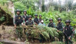 Prajurit TNI Temukan Ladang Ganja di Wilayah Perbatasan Papua - JPNN.com