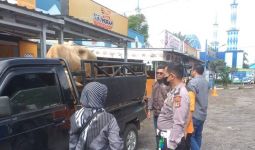 Sapi Limosin Ini Ditahan Polisi Sukabumi - JPNN.com