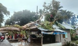 Pohon Besar Tumbang Diterjang Badai, Menimpa Rumah Warga - JPNN.com