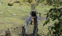 BKSDA Lepasliarkan Seekor Harimau Sumatera di TNKS Jambi - JPNN.com