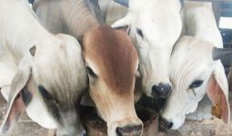 Ratusan Hewan Ternak di Karawang Terkena PMK, Dinas Pertanian Langsung Melakukan Ini - JPNN.com