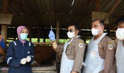 Mentan SYL Pimpin Vaksinasi PMK Perdana di Jawa Tengah - JPNN.com