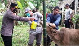 1.024 Ternak di Aceh Barat Terjangkit PMK, 2 di Antaranya Mati - JPNN.com