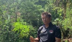 Anggota Polisi Disebar, Buru Pemilik Ladang Ganja 10 Hektare - JPNN.com