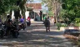 Kerbau Mengamuk Saat Disembelih, Lalu Kabur Sejauh 15 Kilometer, 4 Warga Terseruduk - JPNN.com