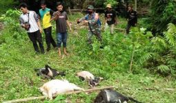 Harimau Teror Warga di Tanjab Timur, Belasan Kambing Dalam Kandang Mati Dimangsa - JPNN.com