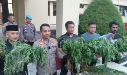 Tidak Hanya di Aceh, Ladang Ganja 10 Hektare Juga Ada di Cianjur, Astaga! - JPNN.com