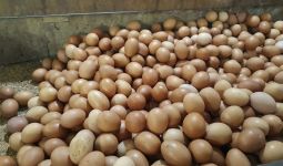 Harga Telur Ayam di DKI Jakarta Makin Meroket, Hari Ini Jadi Sebegini - JPNN.com