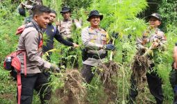 Polisi Musnahkan Ladang Ganja Seluas 2 Hektare Milik Seorang Petani - JPNN.com