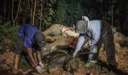 BBKSDA Riau Ungkap Penyebab Kematian Gajah Betina yang Sedang Hamil, Ternyata - JPNN.com