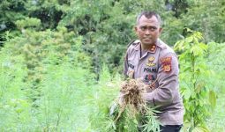 Ribuan Batang Ganja di Ladang Aceh Dimusnahkan, Lihat Tuh Aksi Pak Kapolres - JPNN.com