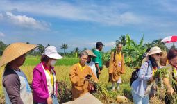 Para Biksu Kagum dengan Padi Organik Magelang - JPNN.com