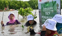 Atasi Abrasi, SIP Gandeng BWA Tanam 5.000 Bibit Mangrove - JPNN.com