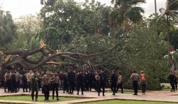 Pohon Tumbang di Balai Kota, Satu Polisi Luka Parah - JPNN.com