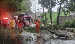 Pengendara Motor Meninggal Dunia Akibat Tertimpa Pohon Tumbang di Kota Malang - JPNN.com