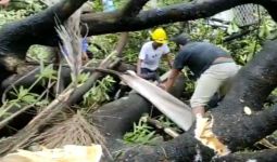 2 Tukang Bangunan Tertimpa Pohon di Pengadilan Negeri Makassar, Begini Kronologinya - JPNN.com