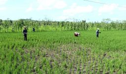 Ratusan Hektare Tanaman Padi di Lombok Tengah Terancam Gagal Panen, Ini Penyebabnya - JPNN.com