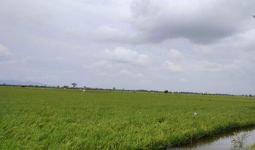 Banjir, 3.489 Hektare Lahan Tanaman Padi di Kudus Mengalami Puso - JPNN.com