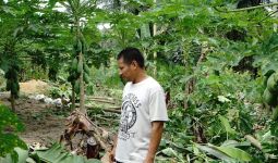 Gajah Liar Serang Kebun Warga di Pekanbaru, Ini Kata BBKSDA Riau - JPNN.com