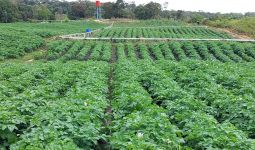 Disebut Gagal, Petani Food Estate Hortikultura di Humbahas Merespons Begini, Keras - JPNN.com