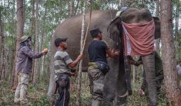 3 Gajah Liar Dipasangi GPS Collar oleh BBKSDA Riau, Ini Tujuannya - JPNN.com